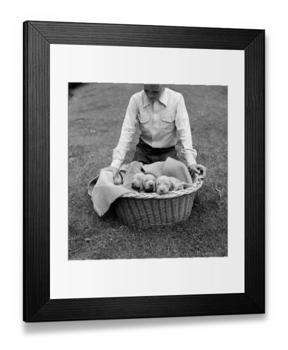 Framed Print : Weimaraner Pups Framed Print : Weimaraner Pups