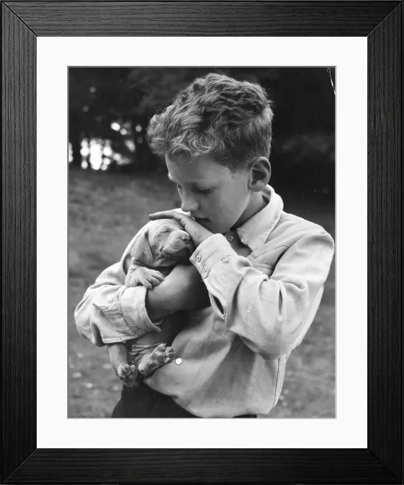 Framed Print : Weimaraner Framed Print : Weimaraner