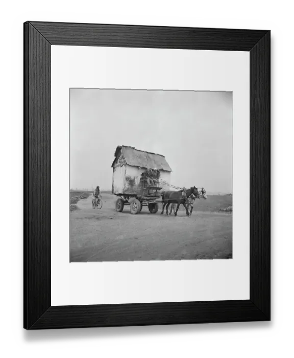 Framed Print : Wait Up. February 1954: A horse drawn cart, carrying a tumble down cottage Framed Print : Wait Up. February 1954: A horse drawn cart, carrying a tumble down cottage
