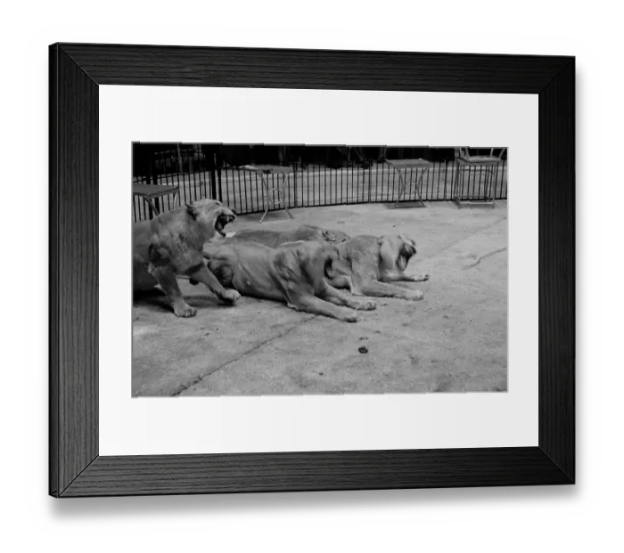 Framed Print : Caged Lions Framed Print : Caged Lions