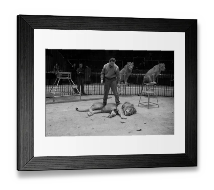 Framed Print : Tarzan's Act Framed Print : Tarzan's Act