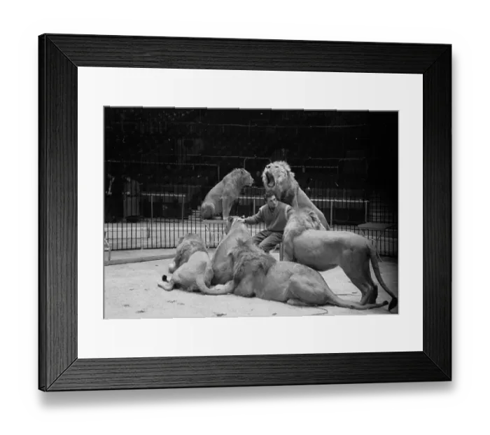 Framed Print : King Of Beasts Framed Print : King Of Beasts