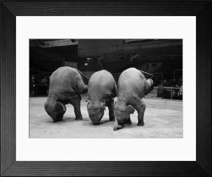 Framed Print : Circus Elephants Framed Print : Circus Elephants