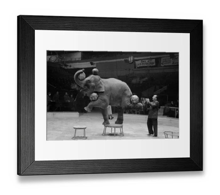 Framed Print : Elephant Trick Framed Print : Elephant Trick