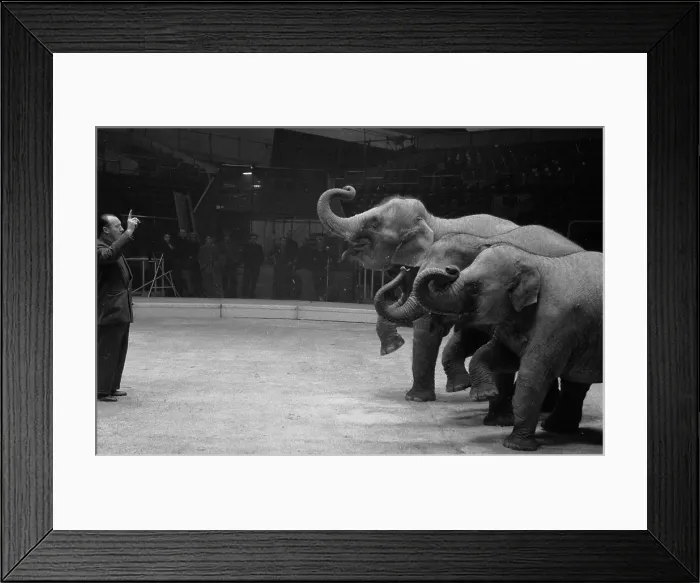 Framed Print : Circus Animals Framed Print : Circus Animals