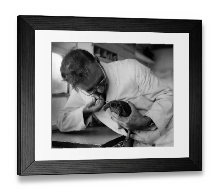 Framed Print : Sick Tortoise Framed Print : Sick Tortoise