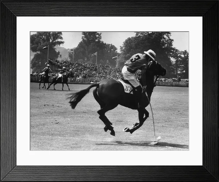 Framed Print : Polo Pony. A scene during a polo match, 1954 Framed Print : Polo Pony. A scene during a polo match, 1954