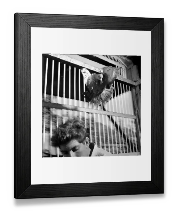 Framed Print : Bird In A Cage Framed Print : Bird In A Cage