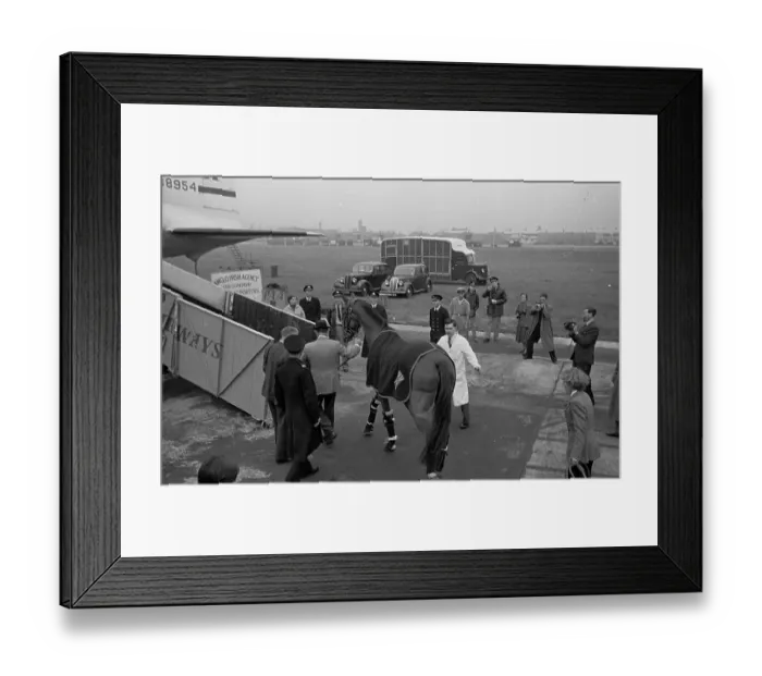 Framed Print : Travelling Horse Framed Print : Travelling Horse