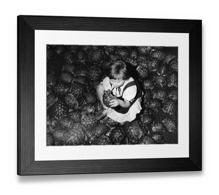 Framed Print : Tortoise Not Turtle Framed Print : Tortoise Not Turtle