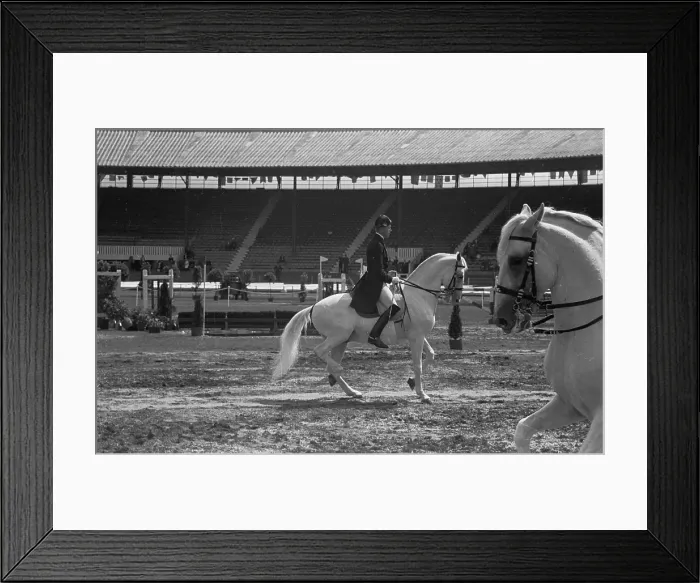 Framed Print : Lippizaner Stallions Framed Print : Lippizaner Stallions