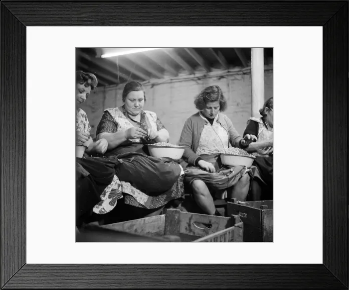 Framed Print : Pea Shelling Framed Print : Pea Shelling