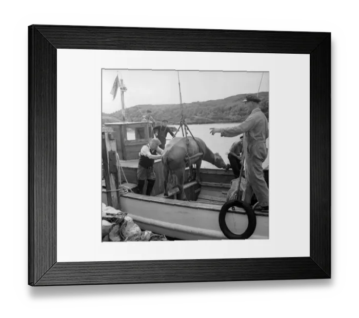 Framed Print : Southbound Cow Framed Print : Southbound Cow
