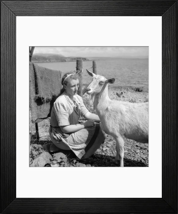 Framed Print : Stroking A Goat Framed Print : Stroking A Goat