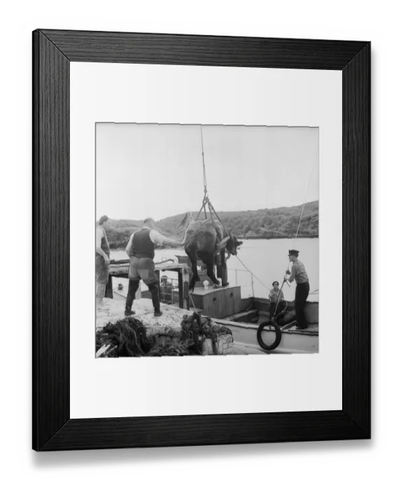 Framed Print : Southbound Cow Framed Print : Southbound Cow