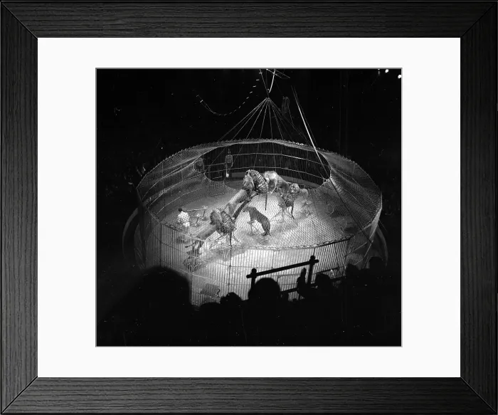 Framed Print : Circus Show Framed Print : Circus Show