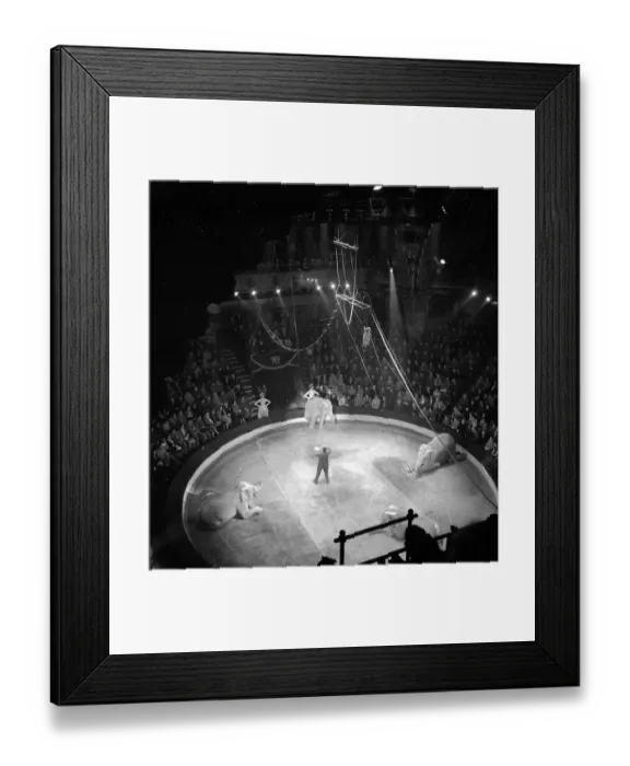 Framed Print : Blackpool. 11th July 1953: An elephant act at the circus which has run Framed Print : Blackpool. 11th July 1953: An elephant act at the circus which has run