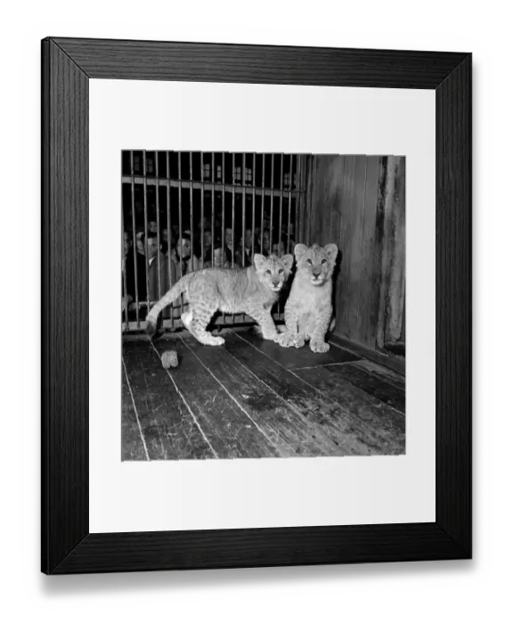 Framed Print : Circus Cubs Framed Print : Circus Cubs
