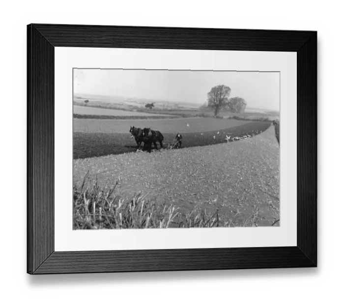 Framed Print : Ploughing. 2nd May 1953: Birds fly over the freshly tilled soil as the Framed Print : Ploughing. 2nd May 1953: Birds fly over the freshly tilled soil as the