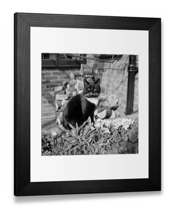 Framed Print : Black Cat. 21st March 1953: A black and white cat sitting amongst the first Framed Print : Black Cat. 21st March 1953: A black and white cat sitting amongst the first