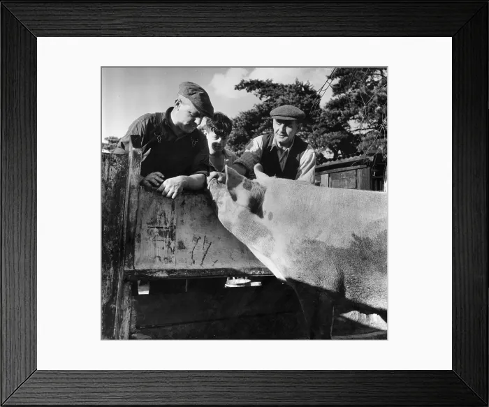 Framed Print : East Anglian Pig Framed Print : East Anglian Pig