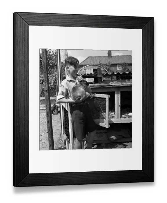 Framed Print : Pet Rabbit Framed Print : Pet Rabbit