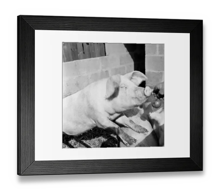 Framed Print : Pork And Apple Framed Print : Pork And Apple