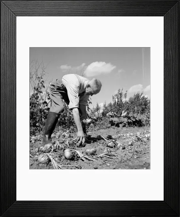 Framed Print : Organic Vegetables