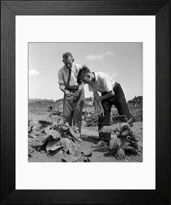 Framed Print : Organic Farm Framed Print : Organic Farm