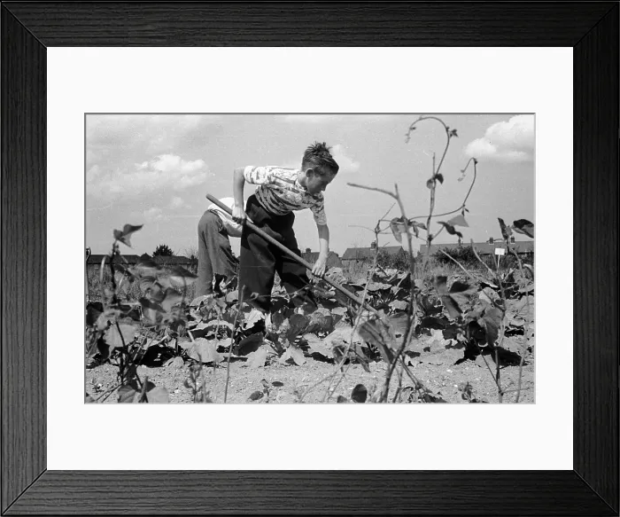 Framed Print : Home Grown Framed Print : Home Grown