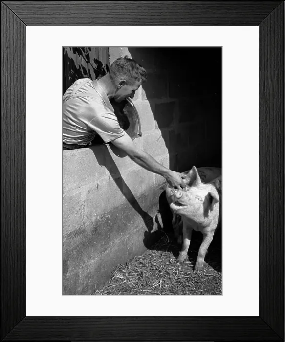 Framed Print : Breakfast. 21st March 1953: A pig gets a tit bit Framed Print : Breakfast. 21st March 1953: A pig gets a tit bit
