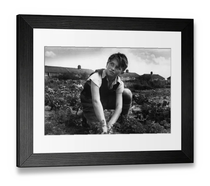 Framed Print : Allotment Worker