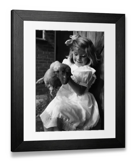 Framed Print : Guinea Pig Framed Print : Guinea Pig
