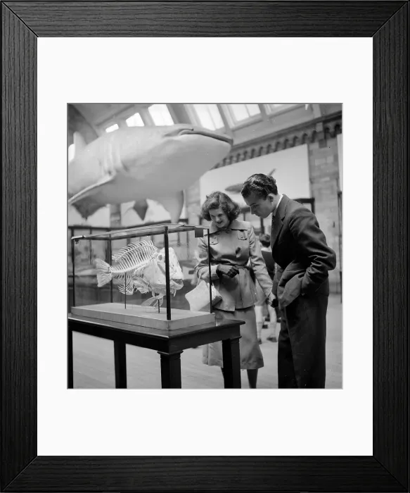 Framed Print : Fish Bones Framed Print : Fish Bones
