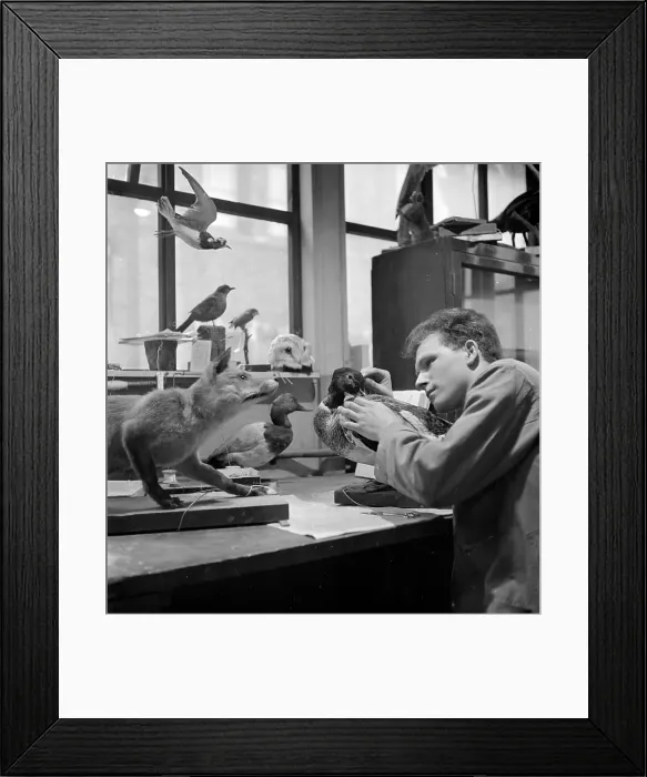 Framed Print : Taxidermist Framed Print : Taxidermist