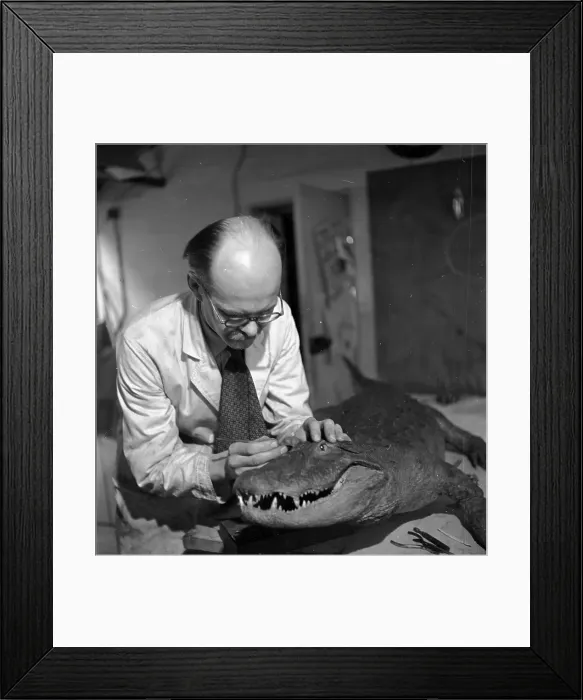 Framed Print : Crocodile Charms Framed Print : Crocodile Charms