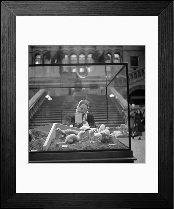 Framed Print : Stoat Or Ermine ? Framed Print : Stoat Or Ermine ?