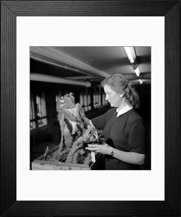 Framed Print : Unpacking. 28th February 1953: An exhibit is unpacked at the National History Museum Framed Print : Unpacking. 28th February 1953: An exhibit is unpacked at the National History Museum