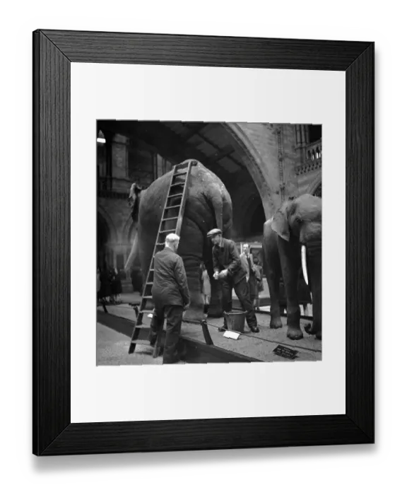 Framed Print : Bath Night Framed Print : Bath Night