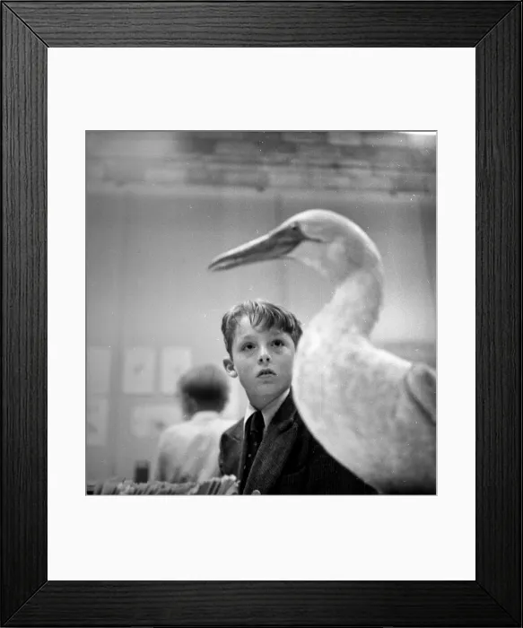 Framed Print : Almost Lifelike Framed Print : Almost Lifelike
