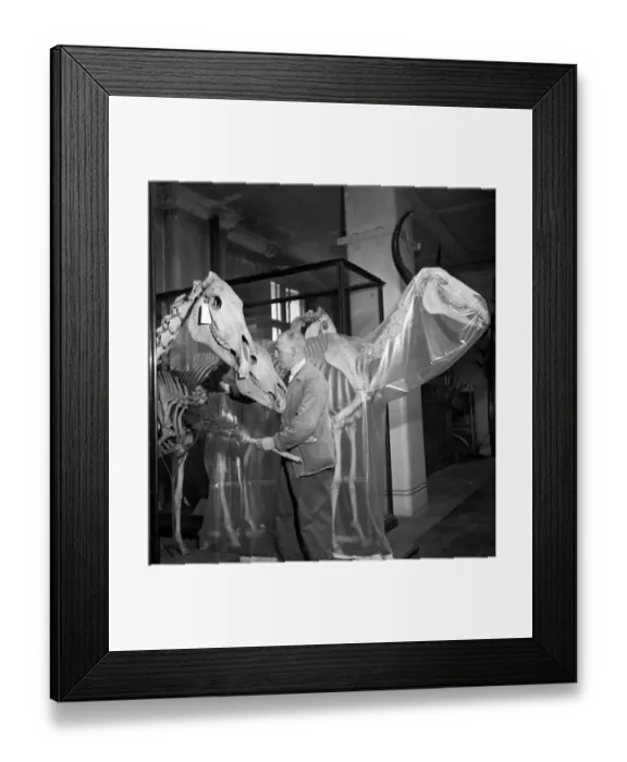 Framed Print : Bone Care. 28th February 1953: Skeleton horses get a dusting down Framed Print : Bone Care. 28th February 1953: Skeleton horses get a dusting down