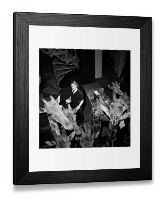 Framed Print : Lofty View Framed Print : Lofty View