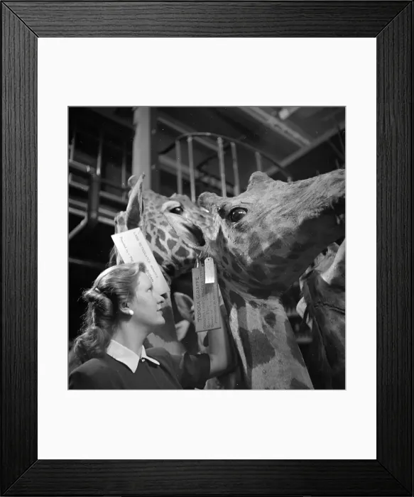 Framed Print : Toposa Giraffe Framed Print : Toposa Giraffe