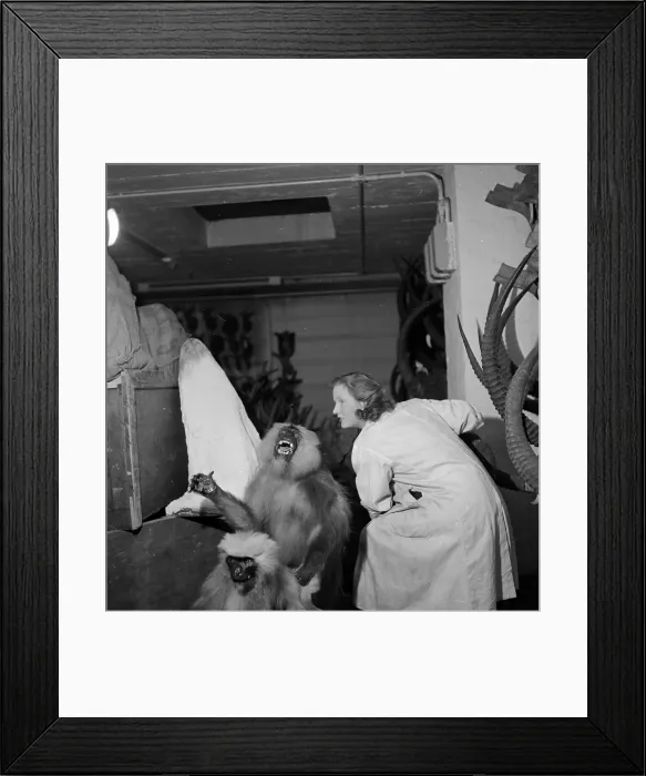 Framed Print : In Store. 28th February 1953: Stuffed monkeys are in storage at the National Framed Print : In Store. 28th February 1953: Stuffed monkeys are in storage at the National