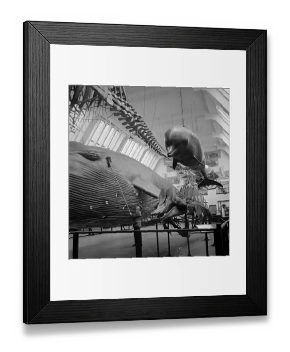 Framed Print : Bath Day. 28th February 1953: A whale gets a wash down while a dolphin Framed Print : Bath Day. 28th February 1953: A whale gets a wash down while a dolphin