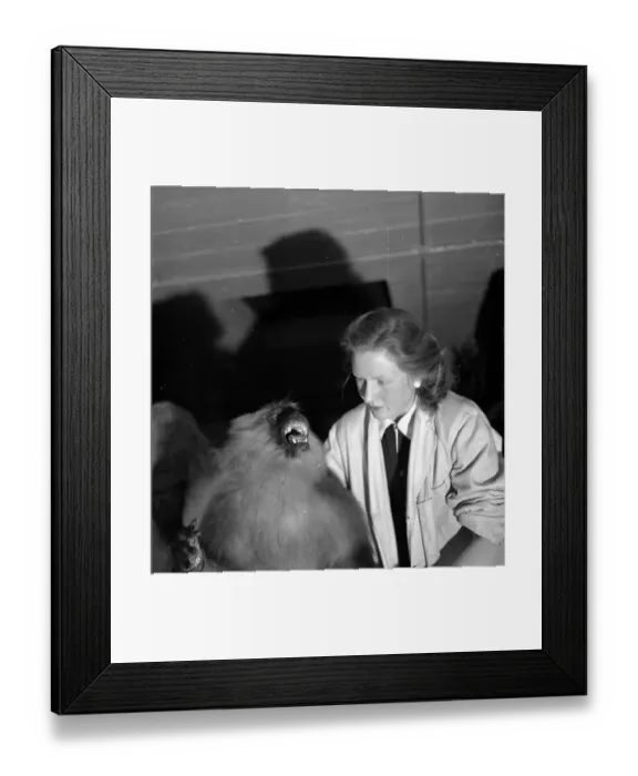 Framed Print : Life Like. 28th February 1953: A stuffed monkey Framed Print : Life Like. 28th February 1953: A stuffed monkey