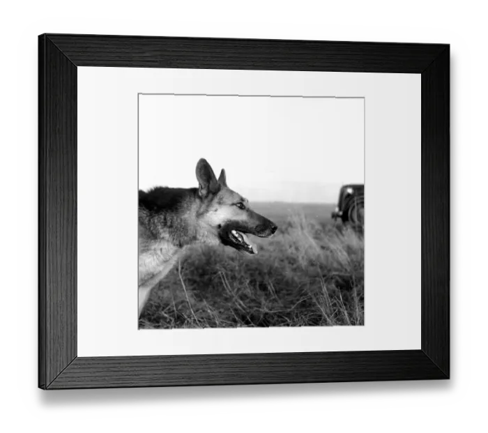 Framed Print : Youth. 7th February 1953: RAF (Royal Airforce) guard dog Youth at an RAF Framed Print : Youth. 7th February 1953: RAF (Royal Airforce) guard dog Youth at an RAF