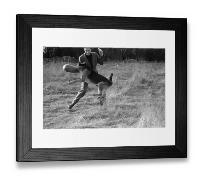Framed Print : Guard Dog. 7th February 1953: RAF (Royal Airforce) guard dog Youth gripping Framed Print : Guard Dog. 7th February 1953: RAF (Royal Airforce) guard dog Youth gripping