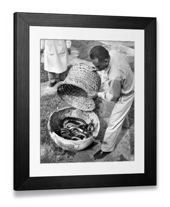 Framed Print : Snakes Alive Framed Print : Snakes Alive