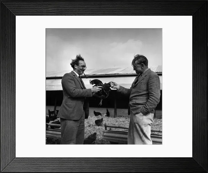 Framed Print : Hen Farmers Framed Print : Hen Farmers